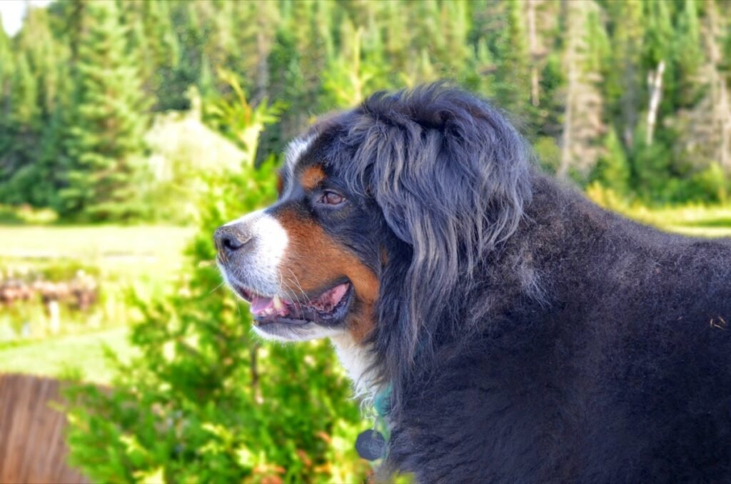 2014 08 04 Kabania 76 Modifie