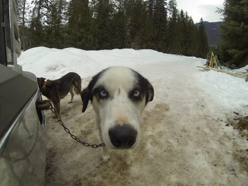 2015 02 24 Dogsled 4