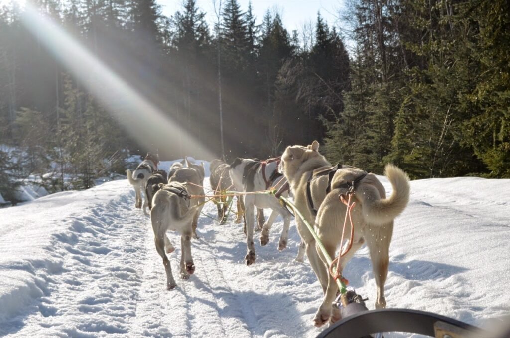 2015 02 25 Dogsled 44