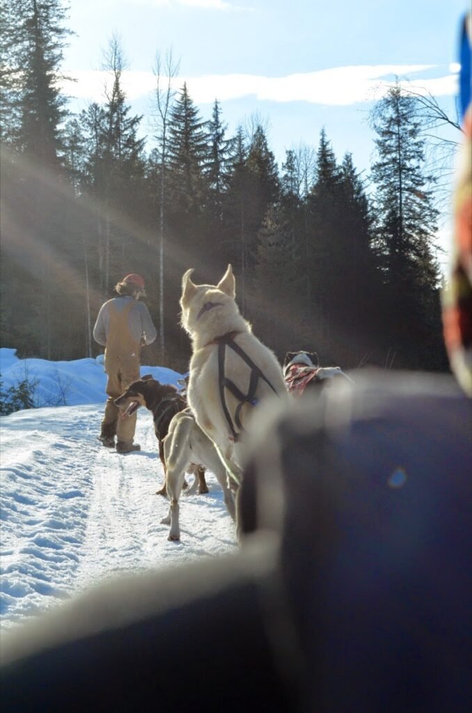 2015 02 25 Dogsled 46