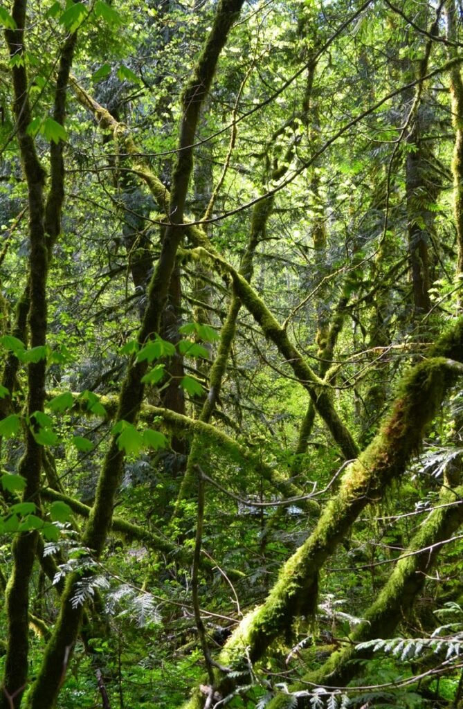 2015 05 02 Seatosky 59 Modifie