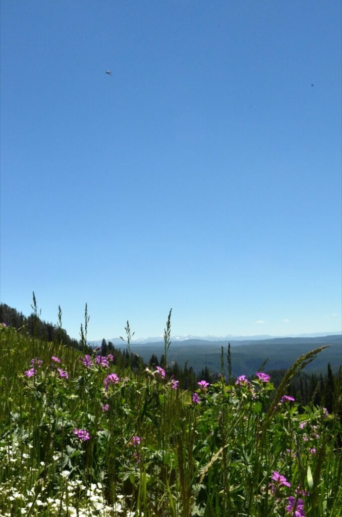 2015 06 27 Yellowstone 21