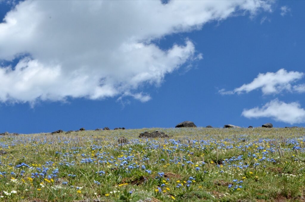 2015 06 27 Yellowstone 27