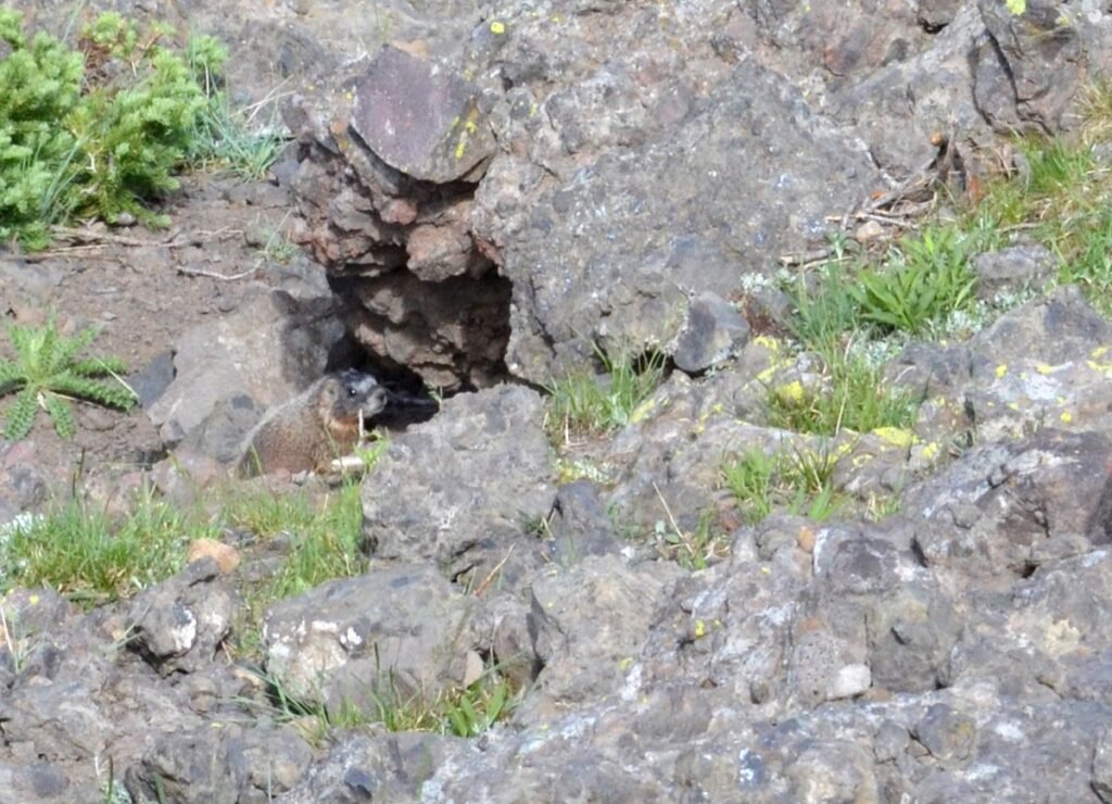 2015 06 27 Yellowstone 30