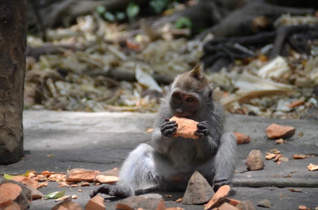 2016 10 21 Ubud 26