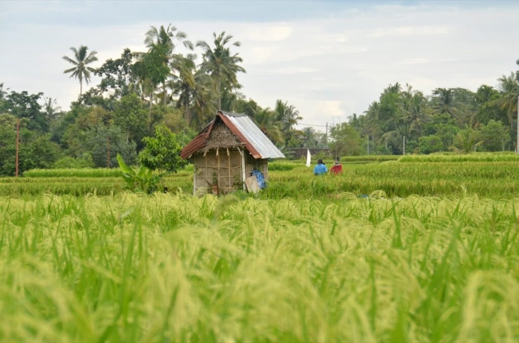 2016 10 21 Ubud 34