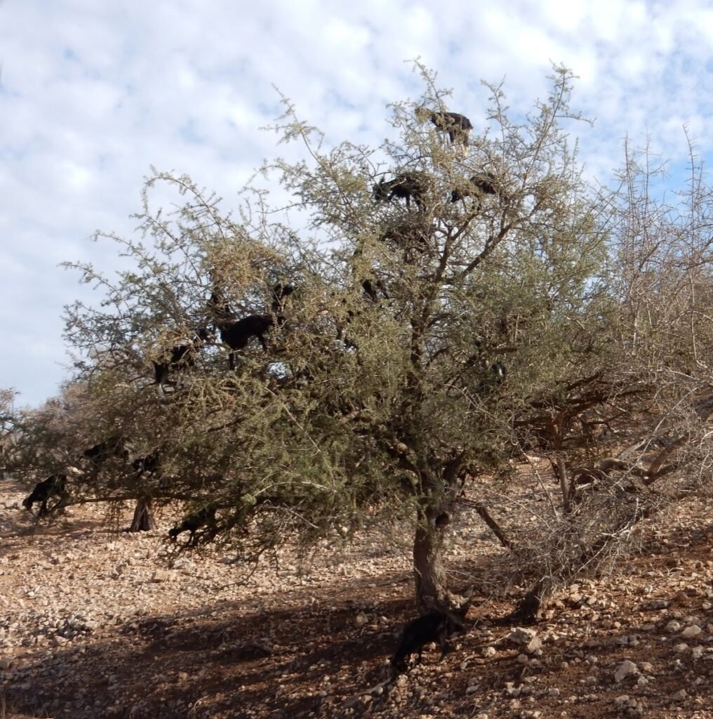 2017 11 6 Agadir Vio 12