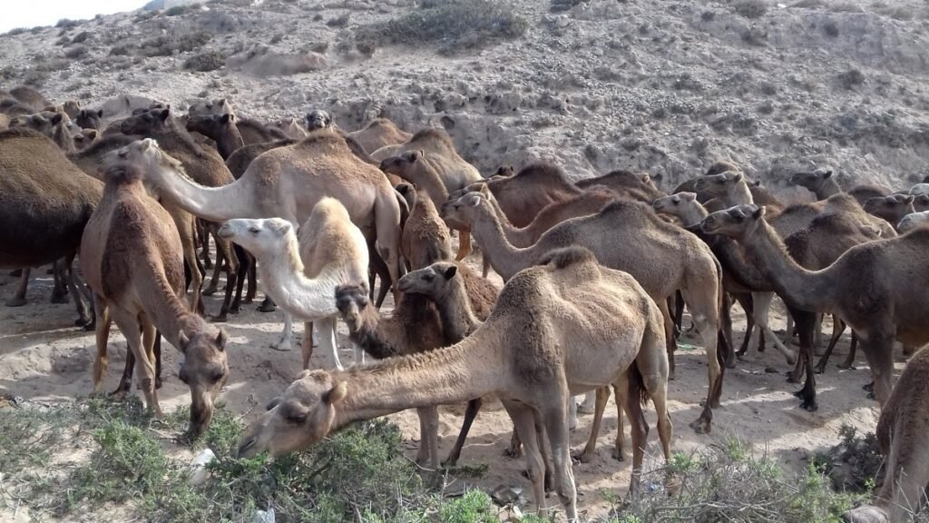 2017 11 6 Agadir Vio 99