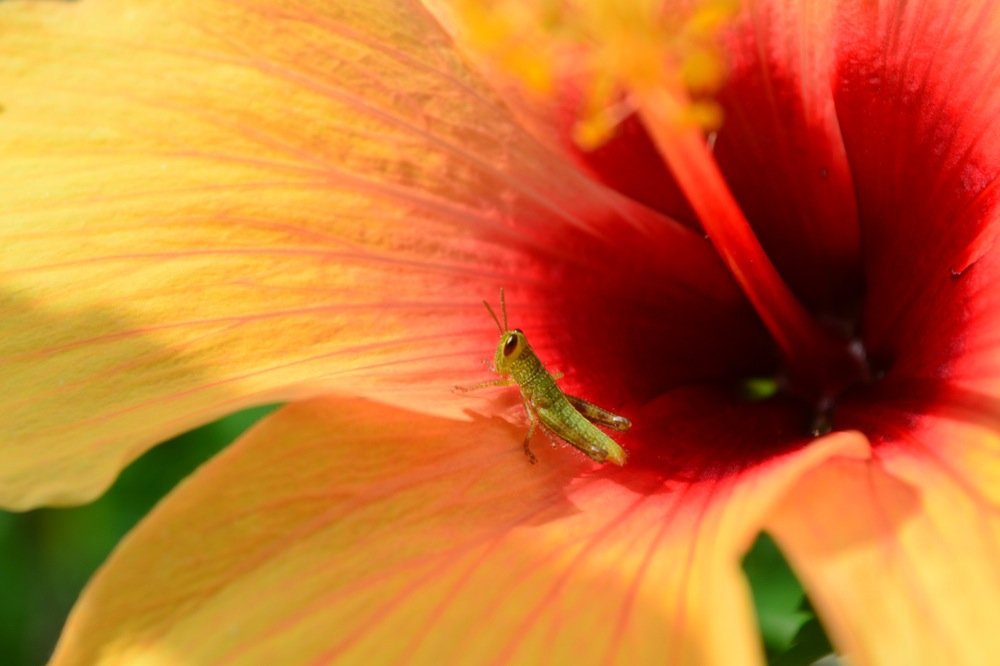Insecte sur une fleur
