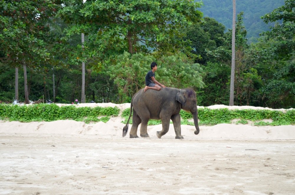 Elephant riding