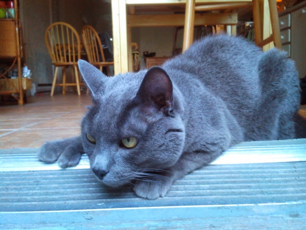 Montreal Beannie Modifie