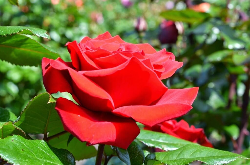 2015 05 18 Portland 3