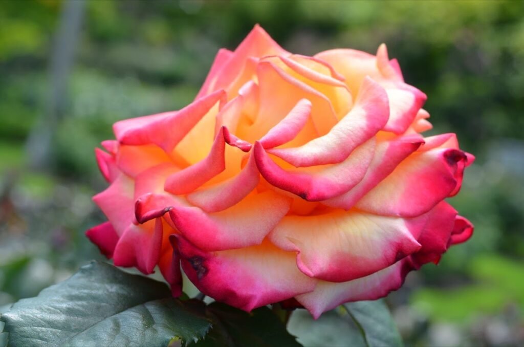 2015 05 18 Portland 8