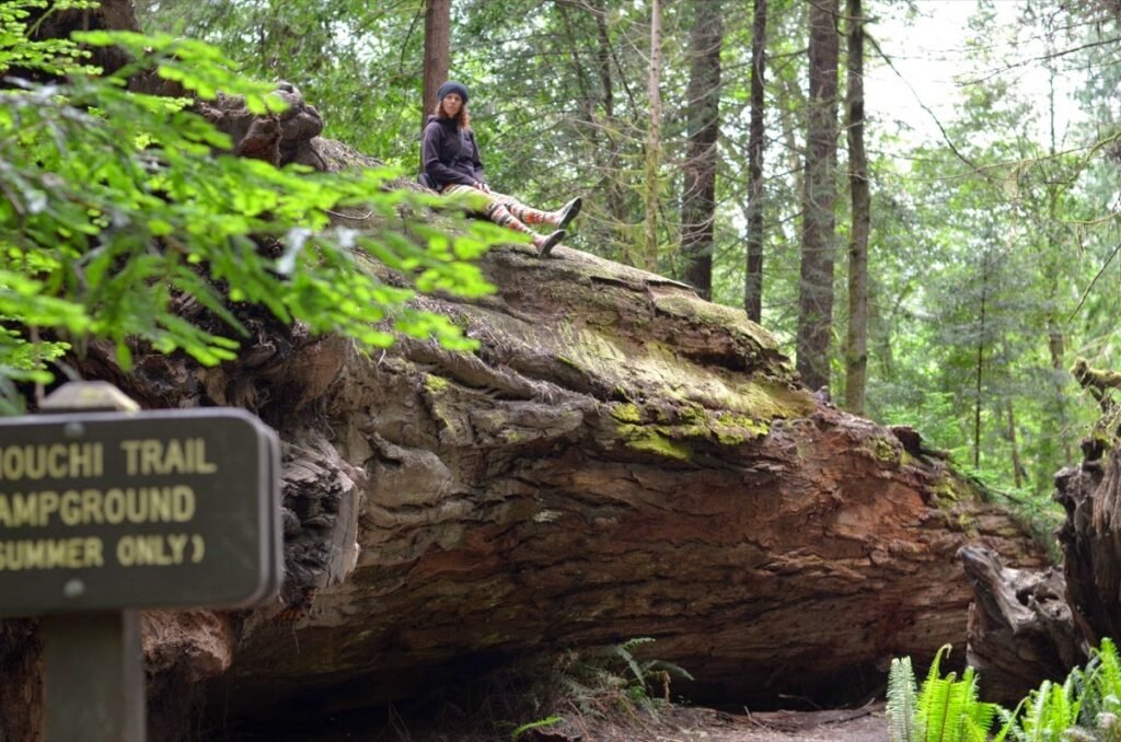 2015 05 22 Redwood 15