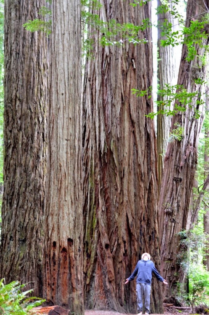 2015 05 22 Redwood 9