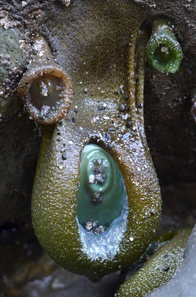 2015 05 23 North Cal 22