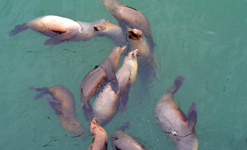 2015 06 05 PacificCoast 36