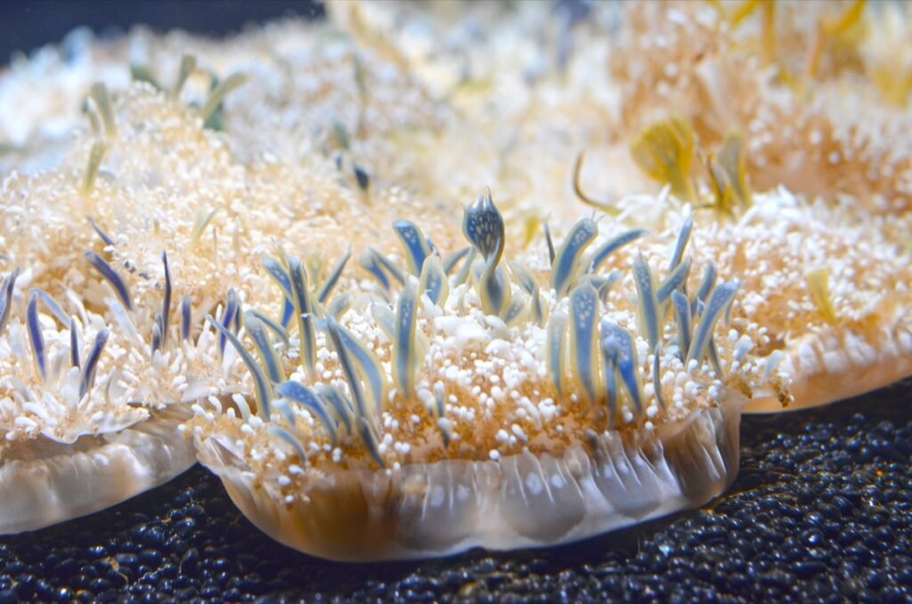 2015 06 06 PacificCoast 102