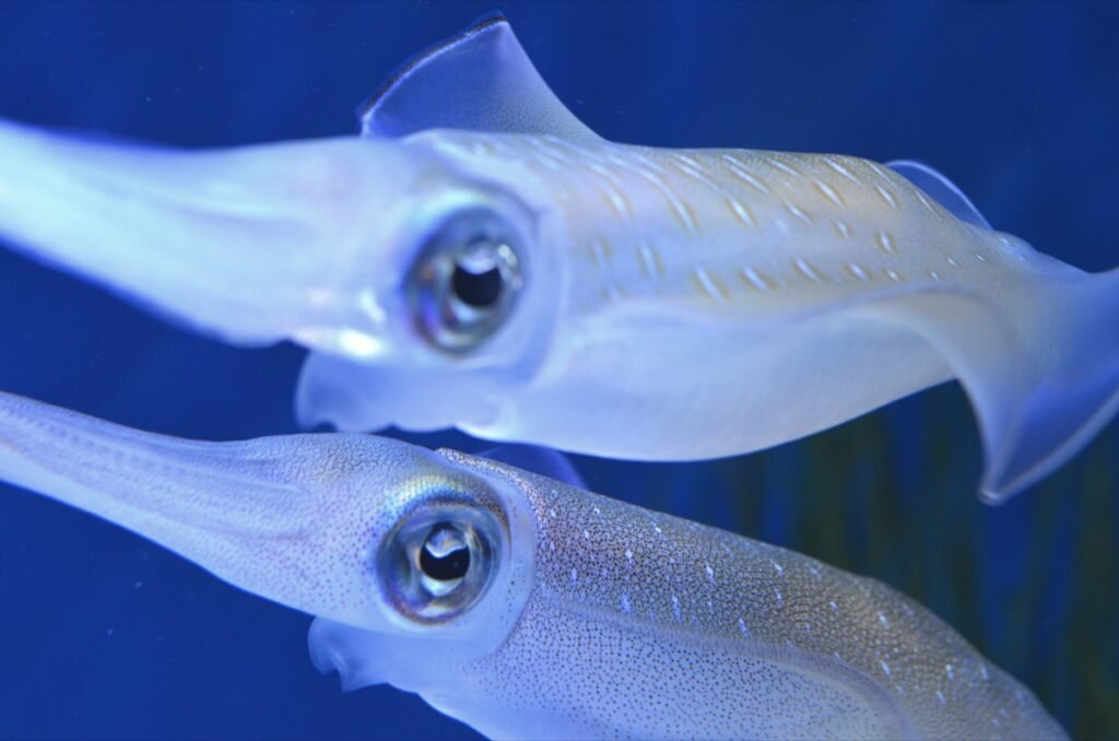 2015 06 06 PacificCoast 107