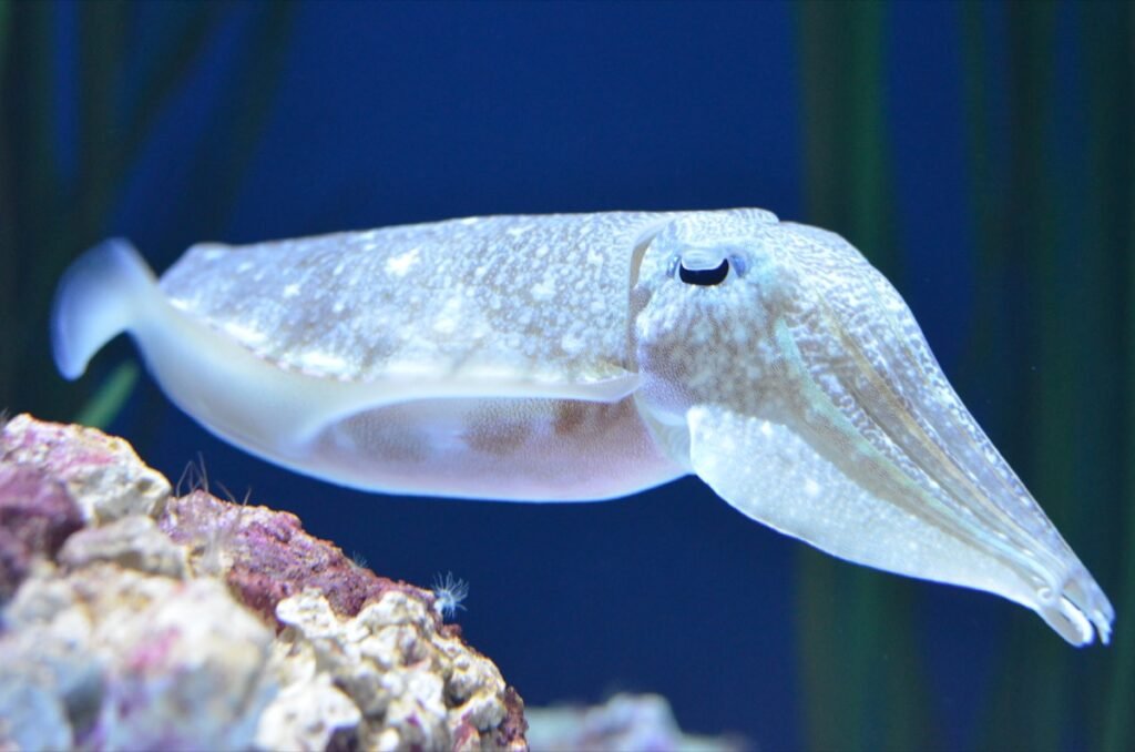 2015 06 06 PacificCoast 111