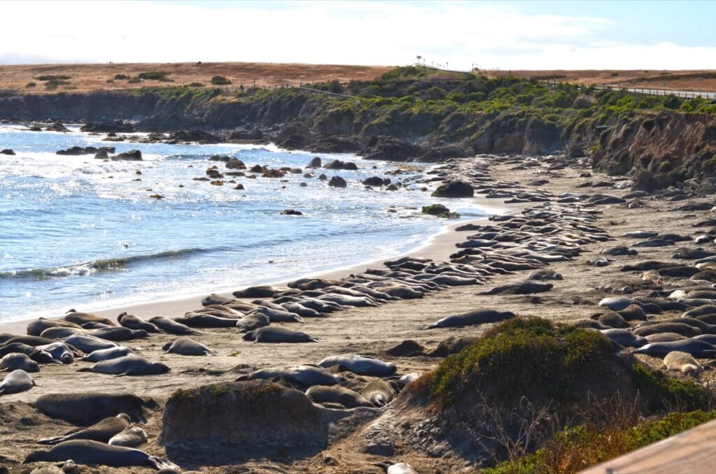 2015 06 06 PacificCoast 126