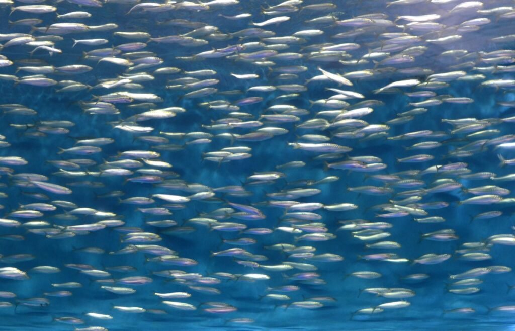 2015 06 06 PacificCoast 56