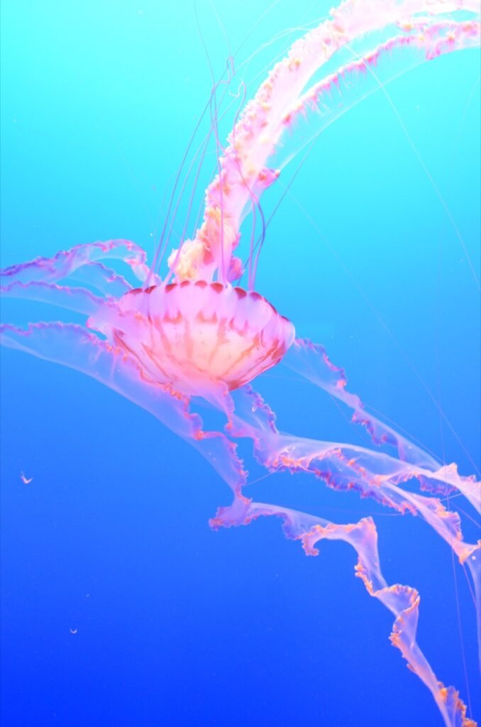 2015 06 06 PacificCoast 58