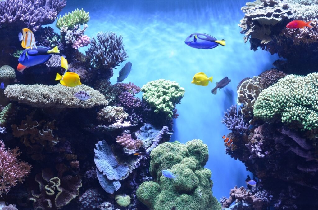 2015 06 06 PacificCoast 81