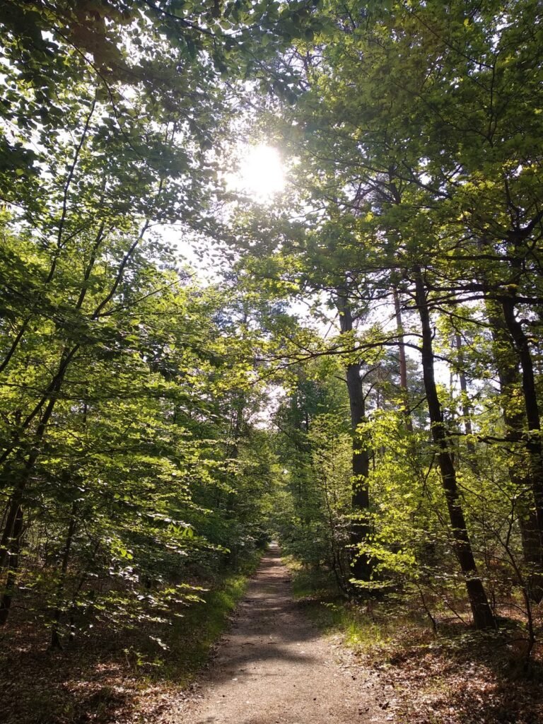 2019 5 24 Fontainebleau 3