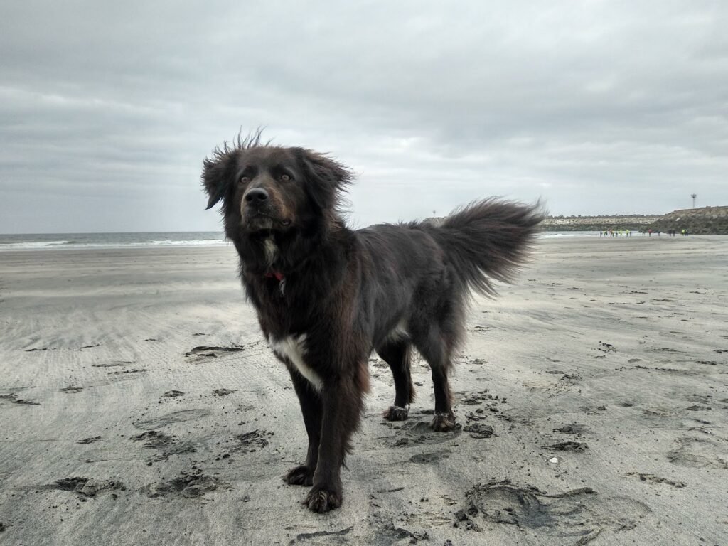 2019 5 27 Normandie 10