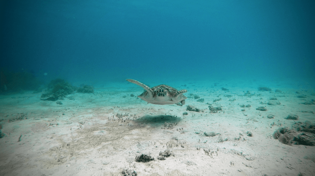tortue géante