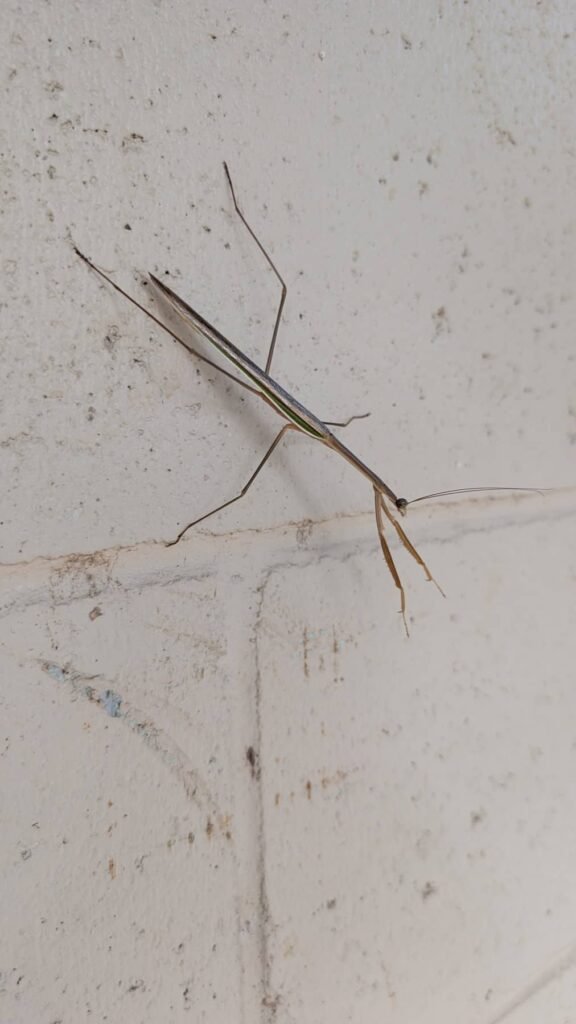 The Poney Tour Australie 2015 125