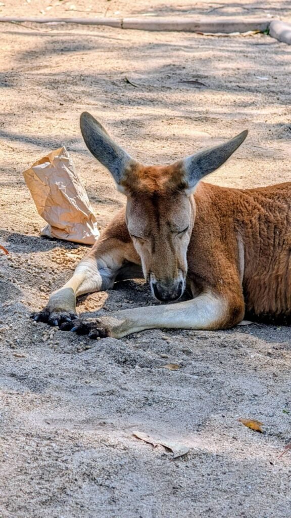 The Poney Tour Australie 2015 129