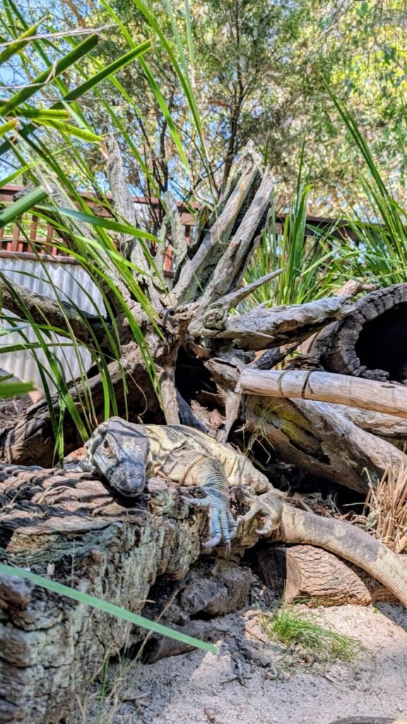 The Poney Tour Australie 2015 130