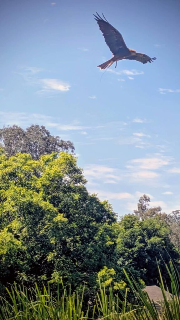 The Poney Tour Australie 2015 131