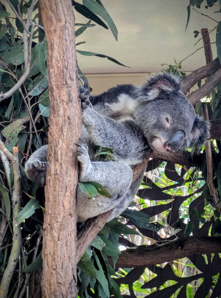 The Poney Tour Australie 2015 133