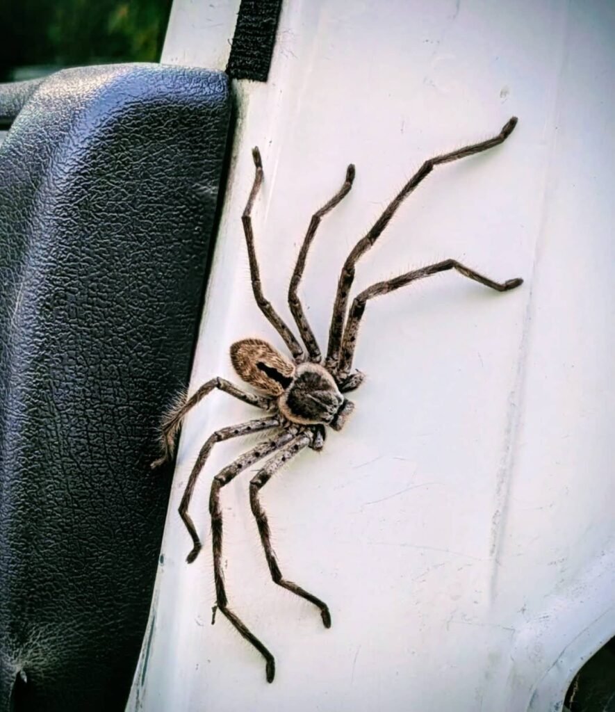 The Poney Tour Australie 2015 145