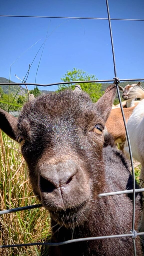 The Poney Tour Australie 2015 159