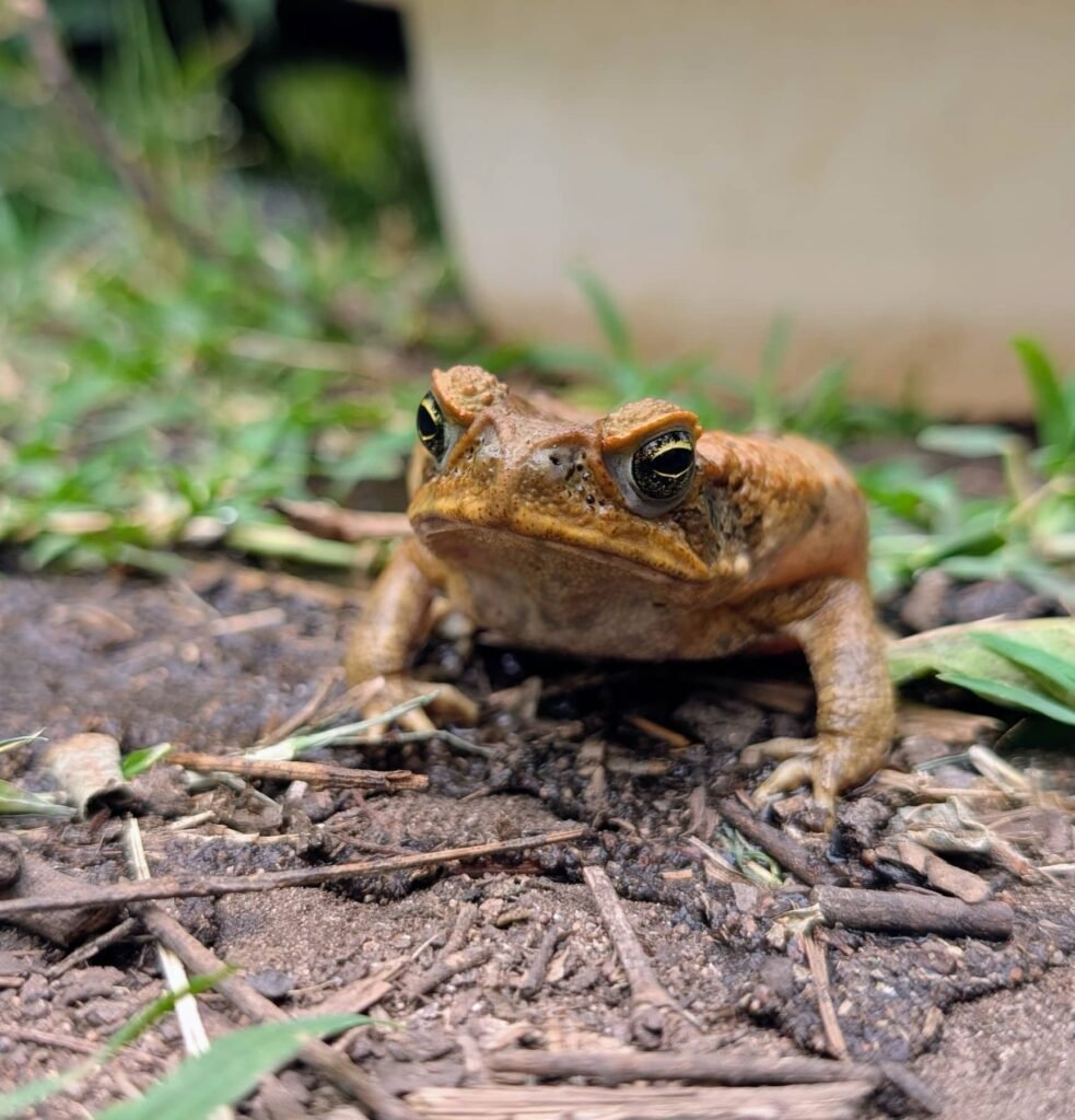 The Poney Tour Australie 2015 161