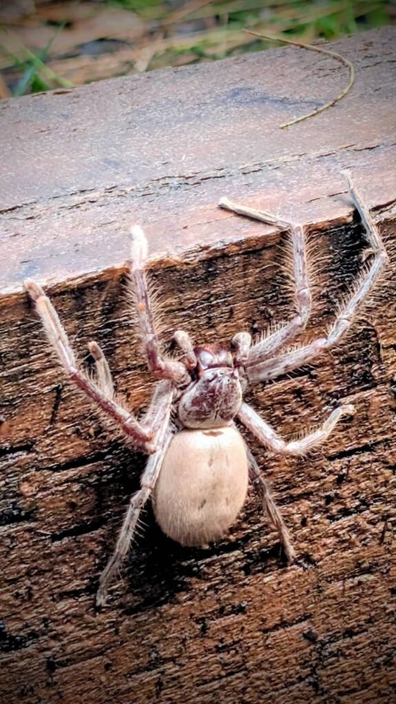 The Poney Tour Australie 2015 34