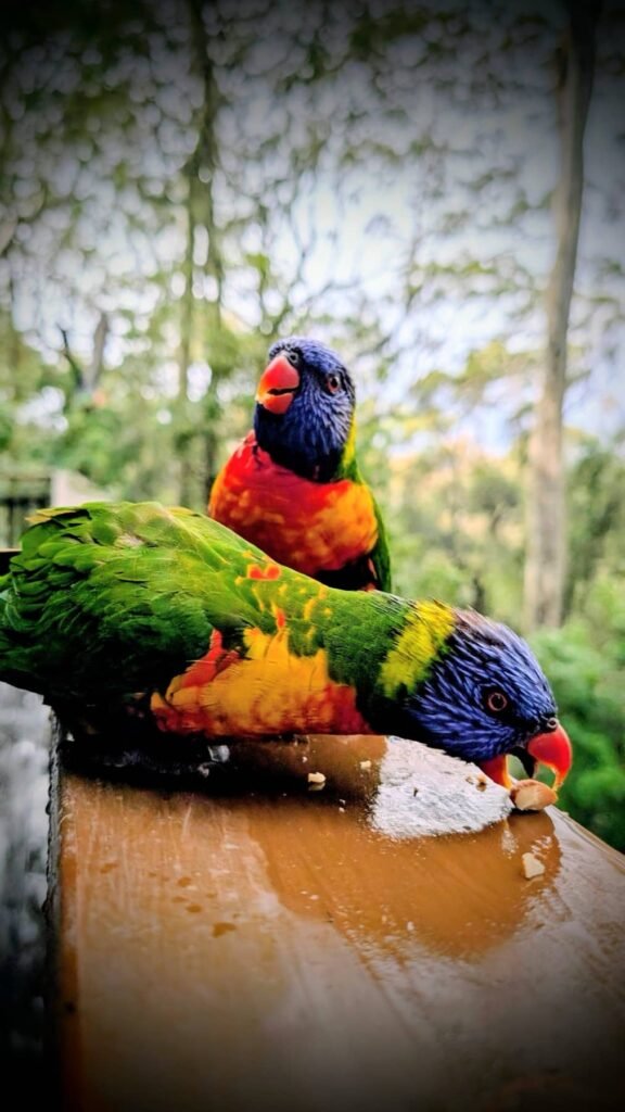 The Poney Tour Australie 2015 35