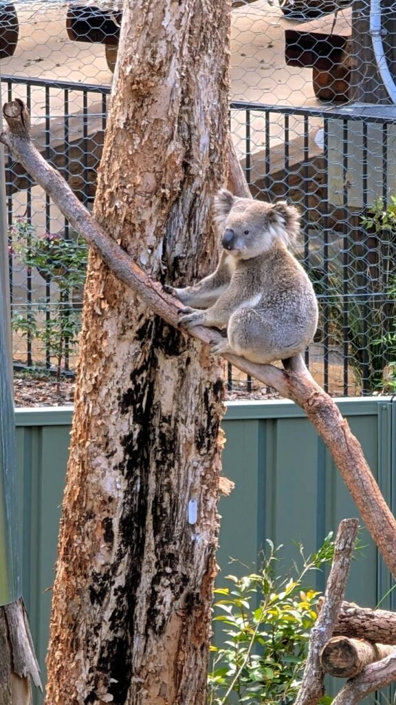 The Poney Tour Australie 2015 74