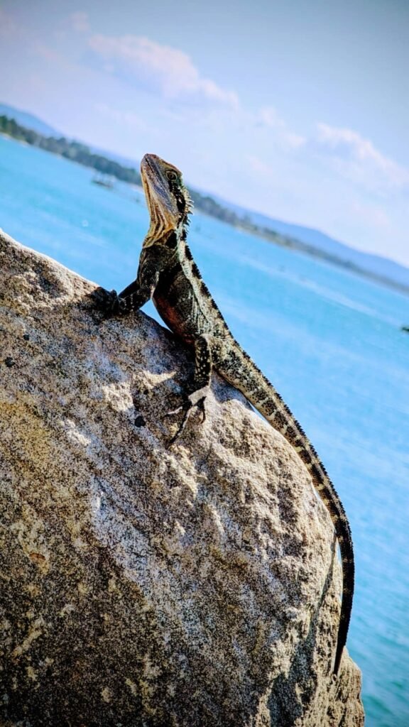 The Poney Tour Australie 2015 98