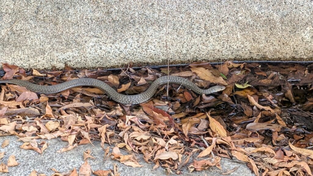 The Poney Tour Australie 2025 166