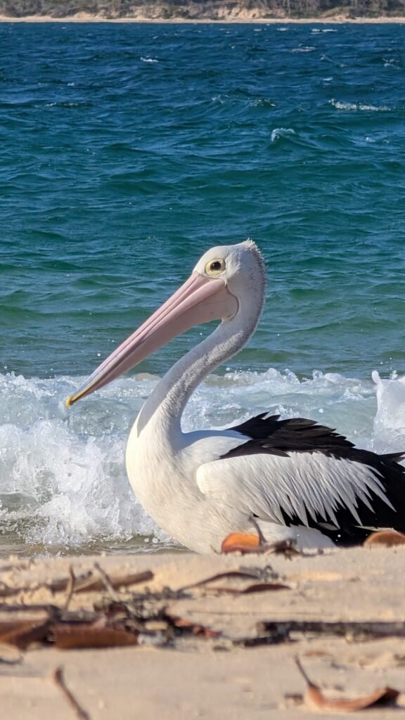 The Poney Tour Australie 2025 199