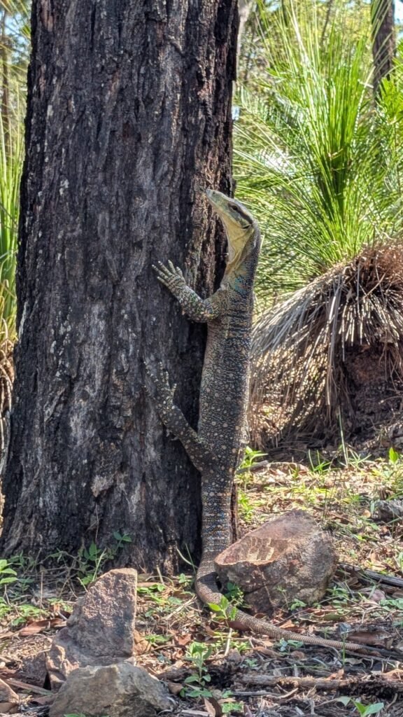 The Poney Tour Australie 2025 215