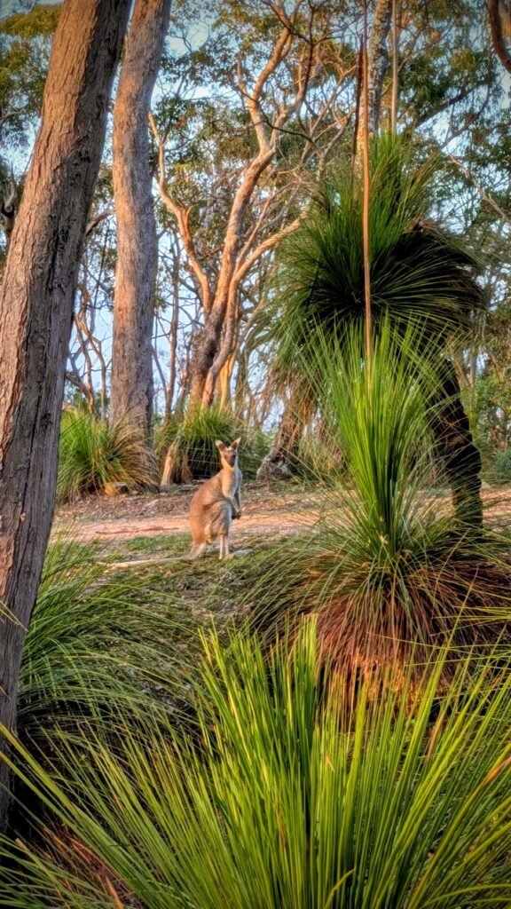 The Poney Tour Australie 2025 219
