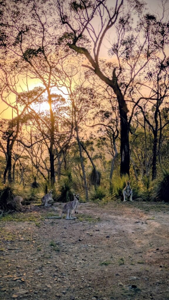 The Poney Tour Australie 2025 220