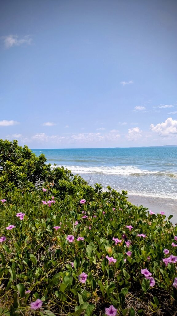 The Poney Tour Australie 2025 228