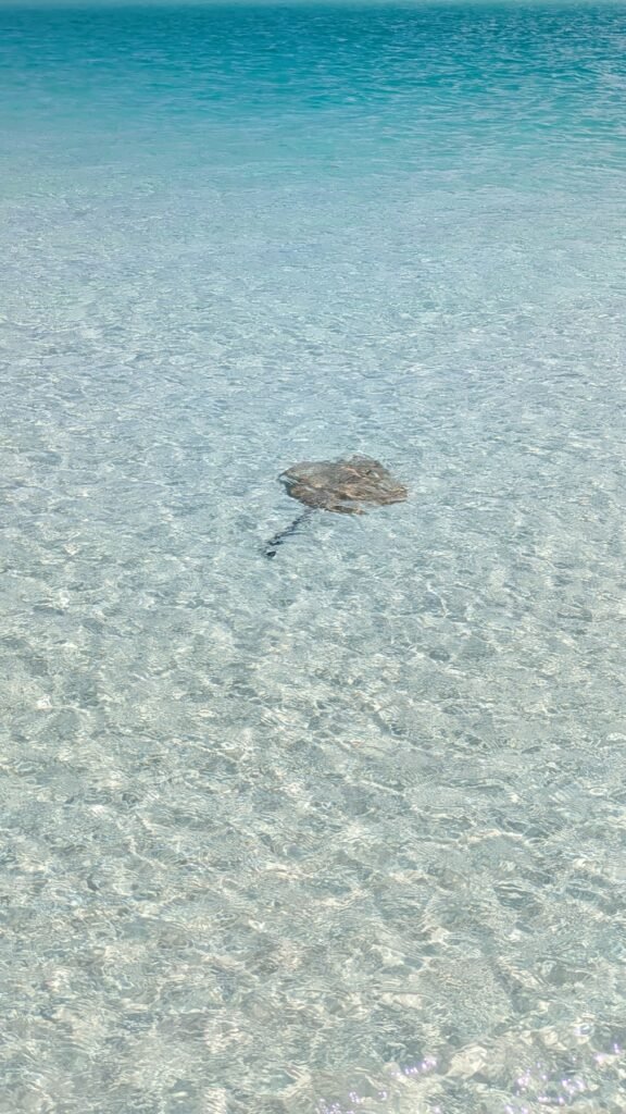 The Poney Tour Australie 2025 240